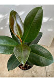 Kauçuk - Ficus Elastica Robusta Canlı Salon Bitkisi 20-45cm