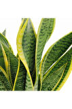 Çok Avantajlı Sansevieria Laurentii Superba Bodur Paşa Kılıcı ( Kılıç Çiçeği)