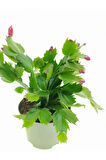 Pembe Yılbaşı Çiçeği Fidanı 1 ADET Saksılı Salon Ofis Çiçeği Schlumbergera