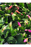 Pembe Renk Yılbaşı Çiçeği Saksılı 10-15cm 1 ADET Schlumbergera Truncata