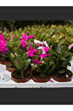 Kırmızı-pembe Renk Yılbaşı Çiçeği Schlumbergera 2 Adet Saksılı 10-15cm