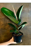 Hediyelik Mini Boy Kauçuk Çiçeği Canlı Yapraklı 20-45cm (Ficus Elastica)