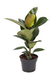 Mini Boy Kauçuk Fidanı 1 Adet Saksılı 20-45cm Salon Ofis Çiçeği (ficus Elastica)