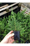 Bahçe Dekorasyon Leylandi Çam Fidanı 20 ADET Tüplü (10-25cm) Cupressus