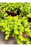 Lysimachia Nummularia Sarı Kız Altın Kolye Makrome Saksılı 20-40Cm