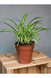 Dekoratif Bol Köklü Salon Çiçeği Chlorophytum Comosum 20-30CM