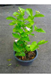Yoğun Kokulu Ful Yasemin Çiçeği Sarmaşık Bitki 30-50cm(Jasminum grandiflorum)