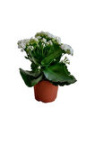 Kampanyalı Kalanchoe - Kalanşo Çiçeği (beyaz Çiçekli)