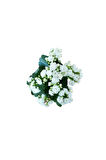 Kampanyalı Kalanchoe - Kalanşo Çiçeği (beyaz Çiçekli)