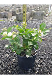 Ful Yasemin Çiçeği Yoğun Kokulu 30-60cm Sarmaşık Bitki (Jasminum)