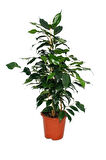 Yeşil Yapraklı Canlı Ev ofis Salon Bitkisi 30-60cm Ficus Benjamina