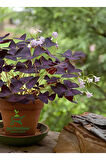 Hoş Görünümlü Uyku Çiçeği Süs Yoncası 1 ADET Saksılı 20-30Cm (Oxalis triangularis)
