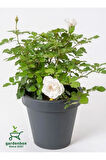 Beyaz Gül Fidanı Yediveren Salon Gülü 20-40Cm (White Rose)