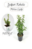 Cestrum Nocturnum Melisa Parfüm Çiçeği 1 Adet Saksılı 30-50Cm