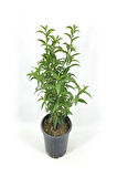Cestrum Nocturnum Melisa Parfüm Çiçeği 1 Adet Saksılı 30-50Cm