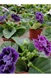 Mor Bardak Menekşesi 1 ADET Saksılı 10-15Cm (Purple Gloxinia)