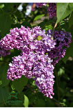 Mis Kokulu Leylak Çiçeği 1 ADET Saksılı/Tüplü 40-60Cm Dış Mekan Bitkisi (Syringa)