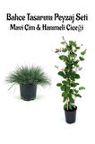 Kampanyalı Avantajlı Ürün Mavi Çim 1 ADET Saksılı (10-20cm)+Hanımeli Çiçeği (30-60cm) 1ADET