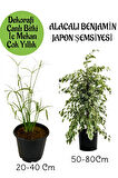 Japon Şemsiyesi 1 Adet Saksılı+ Alacalı Benjamin Bitkisi 1 Adet Saksılı Salon Bitkisi