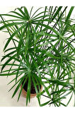 Salon Bitkisi Japon Şemsiyesi 1 Adet Saksılı 50-60cm (Cyperus Alternifolius)