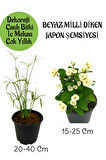 Japon Şemsiyesi 1 Adet Saksılı+Beyaz Milii Dikenler Tacı1 Adet Saksılı Salon Bitkisi