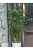 Salon Dekor Bitkisi Japon Şemsiyesi 1 Adet Saksılı 50-60cm (Cyperus Alternifolius)