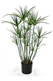 Salon Dekor Bitkisi Japon Şemsiyesi 1 Adet Saksılı 50-60cm (Cyperus Alternifolius)