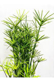Salon Dekor Bitkisi Japon Şemsiyesi 1 Adet Saksıl (20-40)Cm (Cyperus Alternifolius)