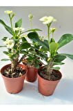 Euphorbia Milii Sarı(dikenler Tacı) Çiçeği 3 Adet 8.5cm Saksıda