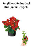 Kadınlar Gününe Özel Kırmızı Renk Şeker Begonya Çiçeği Buz Çiçeği Hediyeli