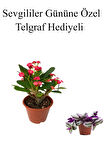 Kırmızı Çiçekli Kaktüs Milli Dikenler Tacı Sevgililer Gününe Özel TELGRAF HEDİYELİ