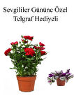 Anneler Gününe Özel Kırmızı Renk Gül Fidanı Telgraf Hediyeli