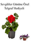 Kadınlar Gününe Özel Kokulu Kırmızı Renk Sardunya Çiçeği Telgraf Hediyeli