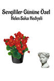 Kadınlar Gününe Özel Kırmızı Renk Şeker Begonya Çiçeği Helen Saksı Hediyeli