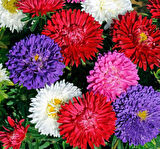White Chrysanthemum Flower Beyaz Kasımpatı Çiçeği Fidanı 1 Adet 15-25 Cm Saksılı 