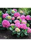 Hydrangea macrophylla Ortanca Fidanı 10-20 cm