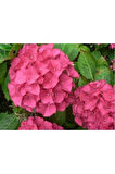 Hydrangea macrophylla Ortanca Fidanı 10-20 cm
