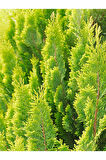 Limon Kokulu Limoni Servi 30-60 Cm Tüplü Dış Mekan Bitkileri (CUPRESSUS)