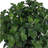Kasımpatı Saksı’da (Chrysanthemum) Beyaz Renk 10-20 cm