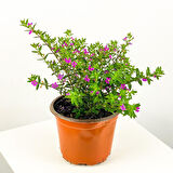 Kufeya Cennet Çiçeği Fidanı Pembe Cuphea hyssopifolia 15-25 cm 