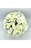 Kasımpatı Krizantem Chrysanthemum Beyaz