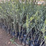 Tüplü İthal Sofralık ve Sıkımlık Yeni Zelanda Menşei- Leccino Zeytini Fidanı
