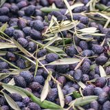 Tüplü Sofralık ve Sıkımlık Antakya Sele Zeytini Fidanı