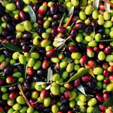 Tüm İklimlere Uygun Yağlık ve Sofralık Tüplü Malatya Zeytini Fidanı