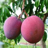 Aşılı Tommy Atkins Mango Fidanı - 2 Yaş - Tüplü 60-70 cm - Kıpkırmızı Meyveli Dayanıklı Çeşit (Hemen Dikime Hazır)