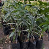 Aşılı Ataulfo Bal Mangosu Fidanı - 2 Yaş - Dünyanın En Tatlı Lifsiz Honey Mangosu - 60-70 cm Tüplü