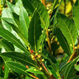 2 Adet Defne Ağacı (Laurus nobilis) Fidanı - Hoş Kokulu ve Şifalı Yapraklar, 1-2 Yaş Arası Tüplü