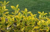 45 Adet Sarı Çit Bitkisi Gold Taflan