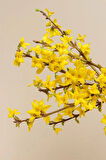 1-2 Yaş Arası Tüplü Altın Çanak (Forsythia) Fidanı - Parlak Sarı Çiçekler