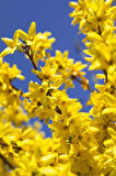 1-2 Yaş Arası Tüplü Altın Çanak (Forsythia) Fidanı - Parlak Sarı Çiçekler